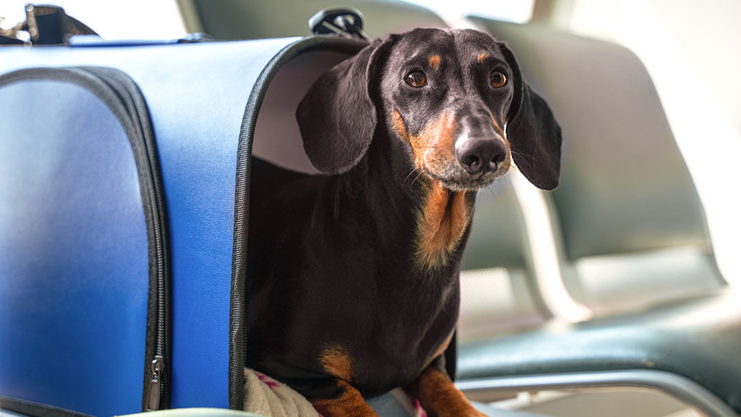 voyage en avion avec un petit chien